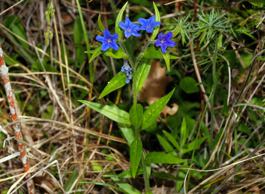 Aegonychon-purpurocaeruleum